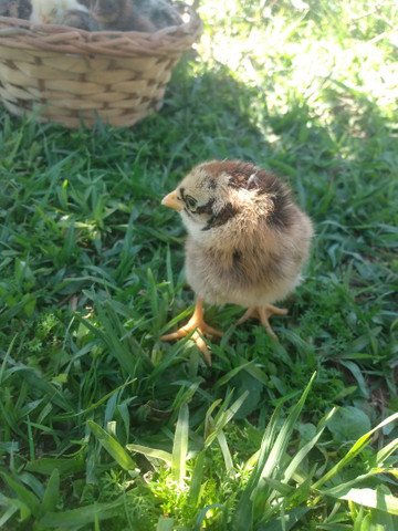 Vendo pintinhos