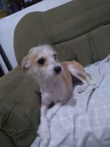 Adoção responsável - Foto 3
