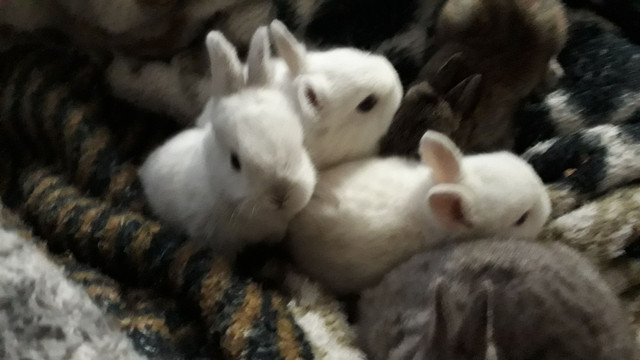 Netherland Dwarf - Foto 5