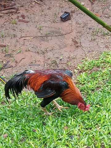 Vende-se galo Índio