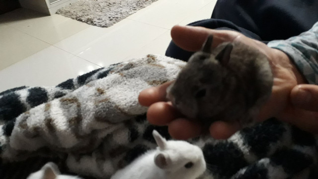 Netherland Dwarf - Foto 2