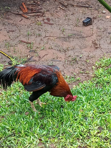 Vende-se galo Índio - Foto 3