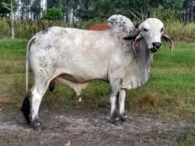 Touro
