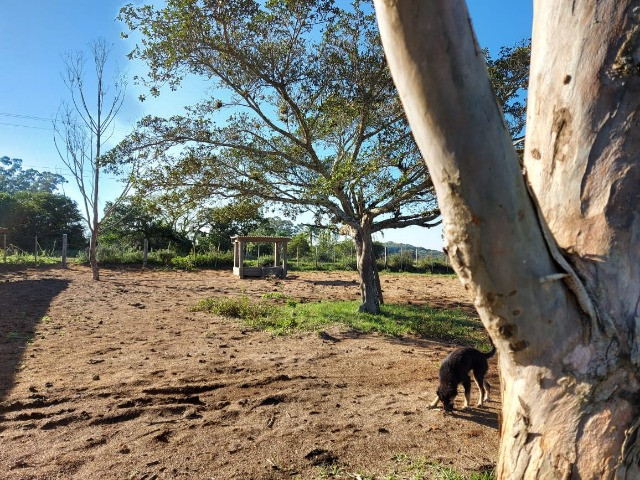 Velleda oferece 4 hectares c/ campo ideal para cavalos ou ovelhas, luz CEEE - Foto 14