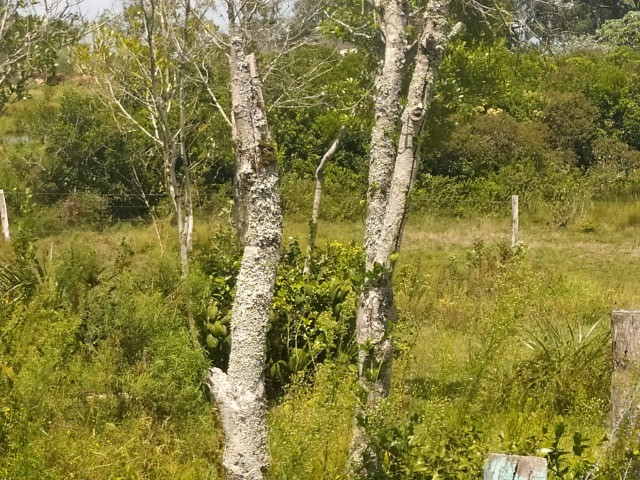 Velleda oferece sitio 3 hectares com casa e 2 açudes - Foto 13