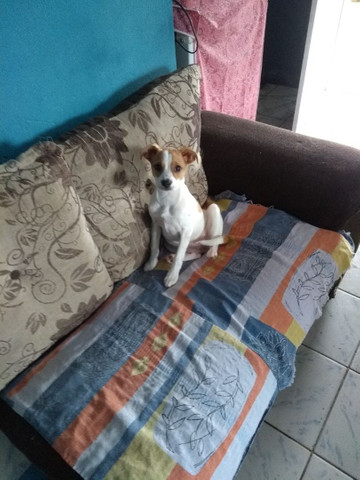 Cadela raça pequena - Foto 3