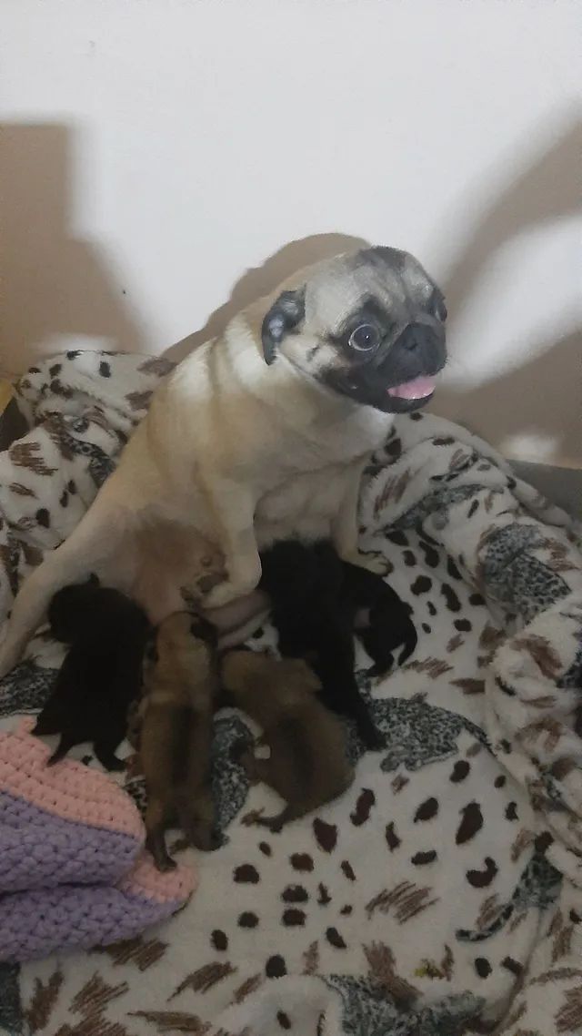 Pug macho preto  - Foto 3