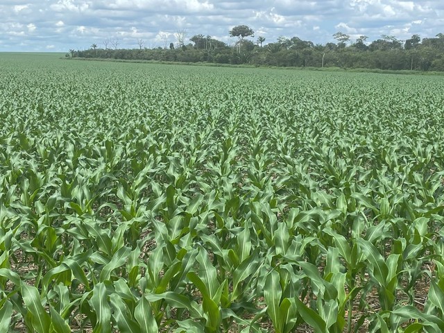 Fazenda de 3.580 hectares em Ipiranga do Norte-MT - Foto 9