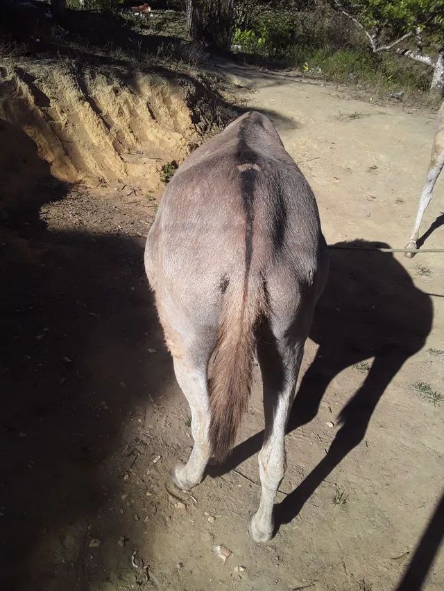 Três jumentas e a carrocinha pra vender - Foto 5