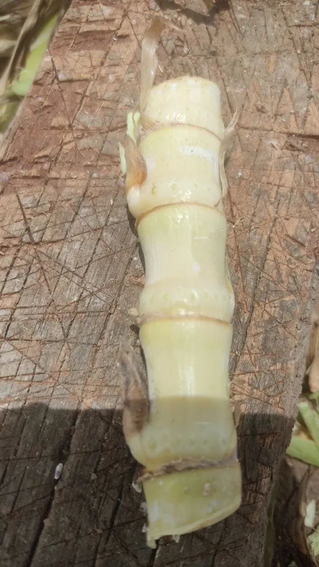 Vendas Capim kurumi  - Foto 6