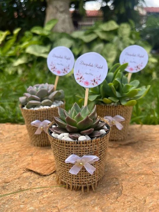 Lembrancinhas de suculentas disponível  - Foto 5