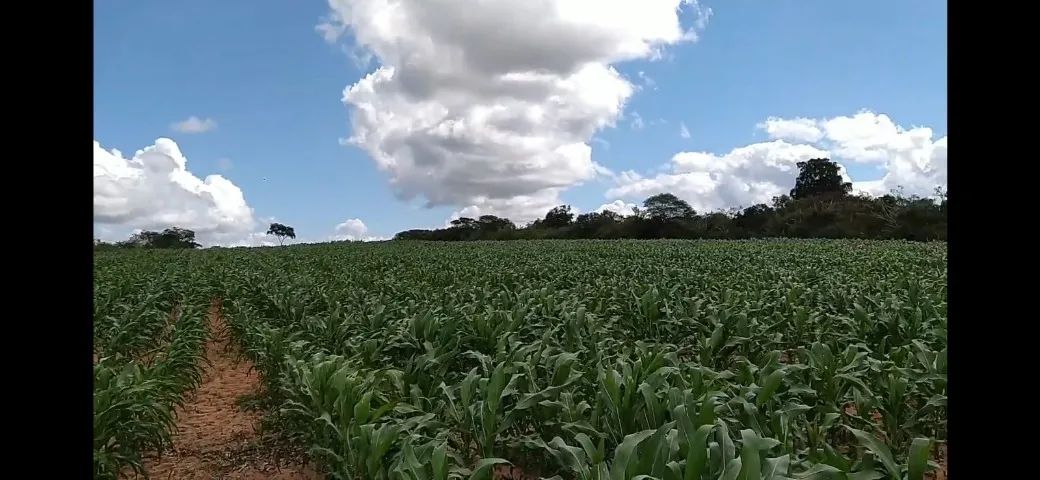 VENDO SITIO DE 5,45 HECTARE DE TERRA - Foto 4