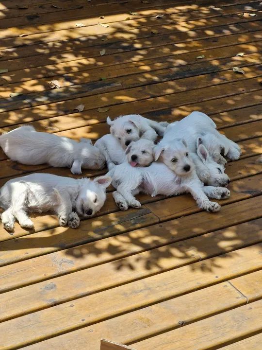 Schnauzer branco - Foto 4