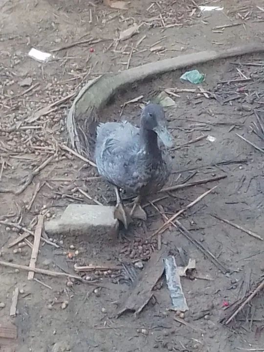 Vendo galinhas - Foto 4