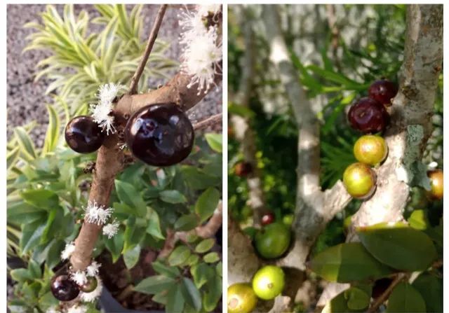 Jabuticaba produzindo Criciuma.sc.    - Foto 3
