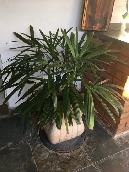 Vaso com planta  - Foto 2
