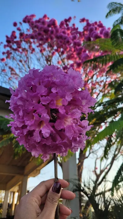 IPÊS FLORESCENDO