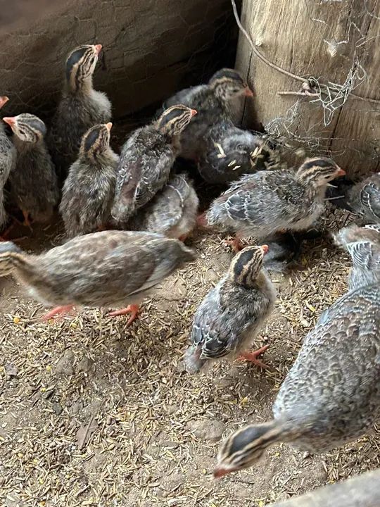 Lote com 60 angolas para venda 