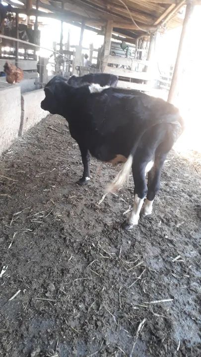 Mini Vacas e mini boi - Foto 4