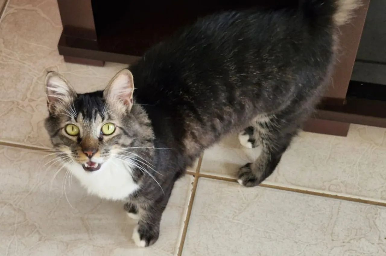 Adoção responsável ! LEIA O ANÚNCIO!!! - Foto 3