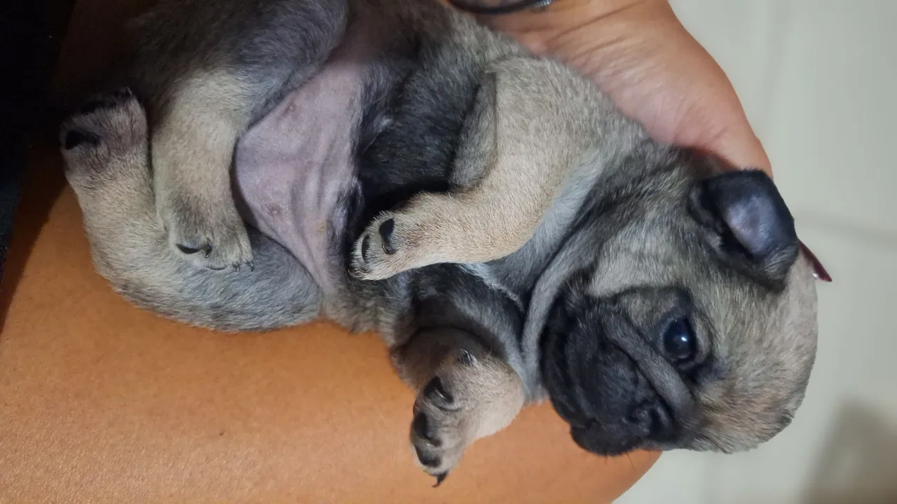 Filhote de Pug adorável e brincalhão