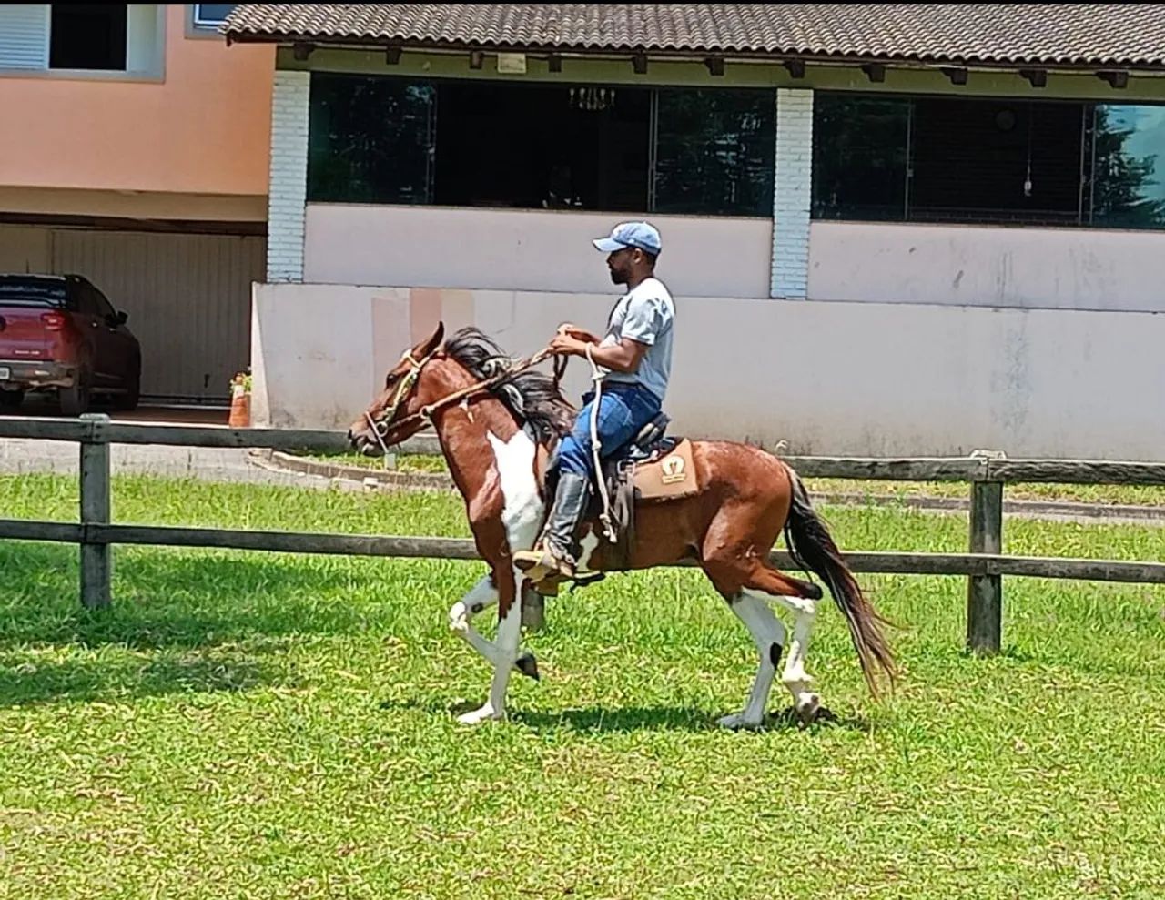 Cavalo Pampa Marchador