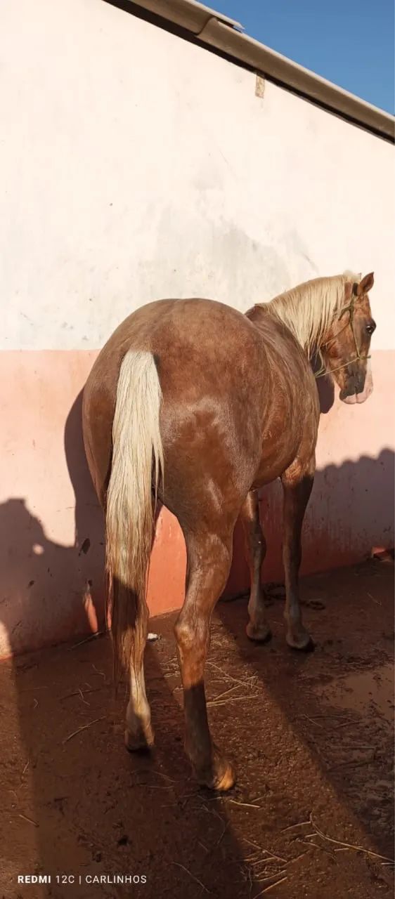 Vendo Potro Quarto de Milha 