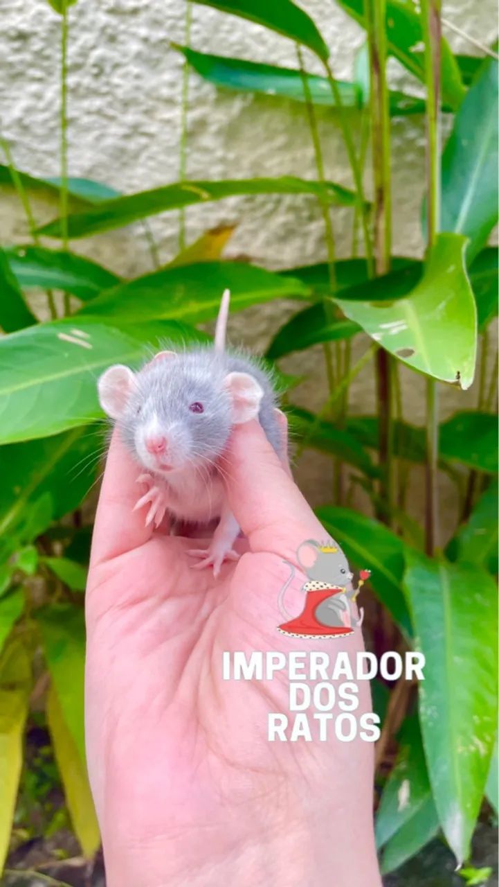 Rato Twister - Foto 2