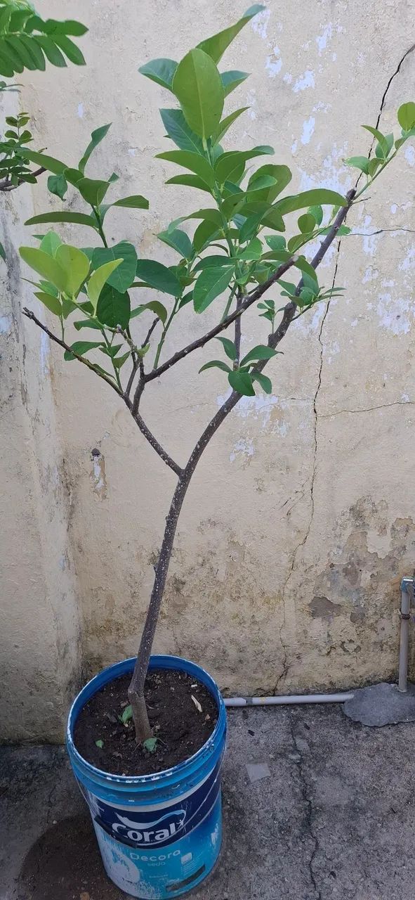 Muda de limão siciliano 