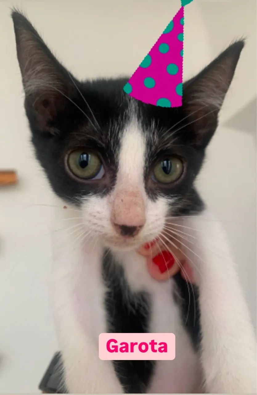 Gatinhos fofinhos e dóceis para adoção - Foto 4