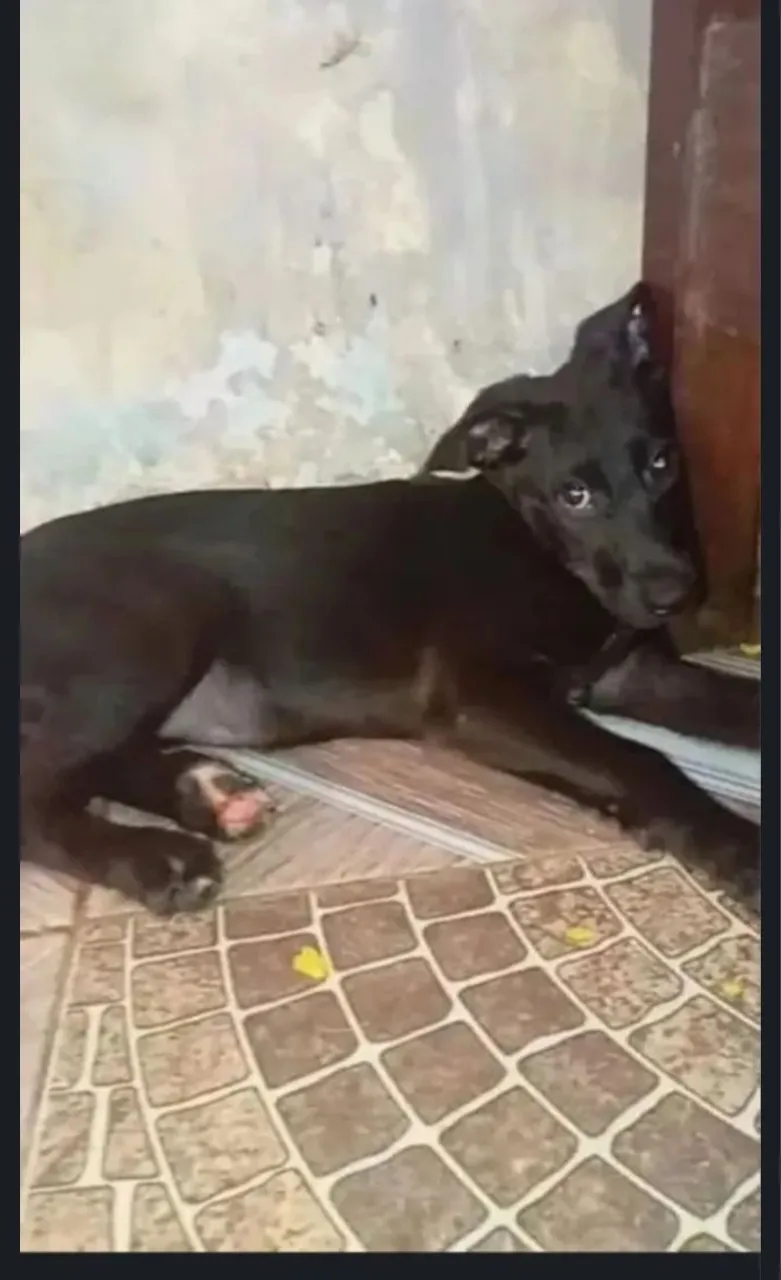 Filhote de cachorro preto para adoção