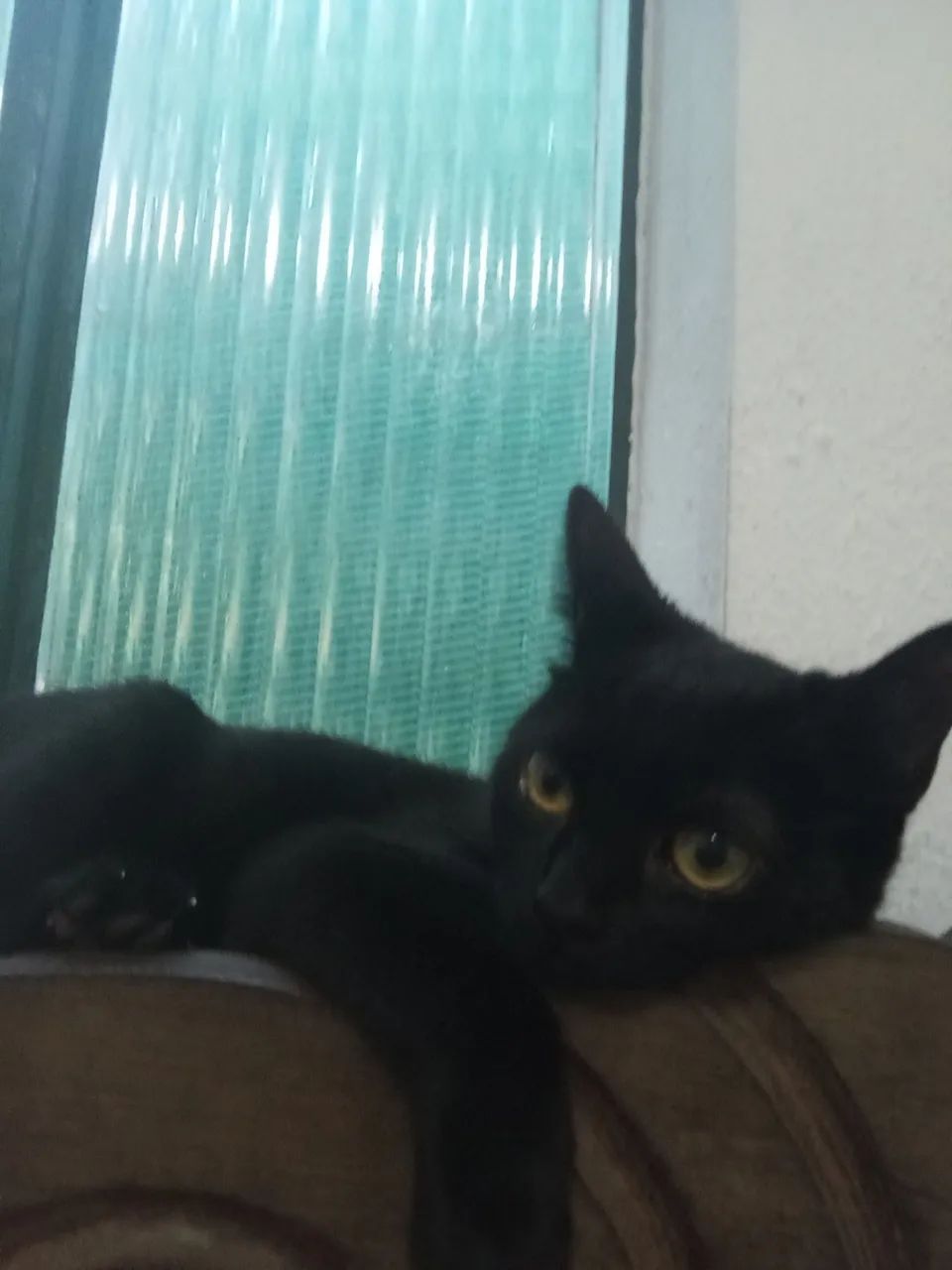 Doa-se gatinhas fêmeas. Urgente! - Foto 4