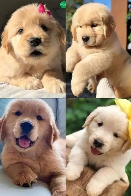 Golden Retriever 59 Dias 