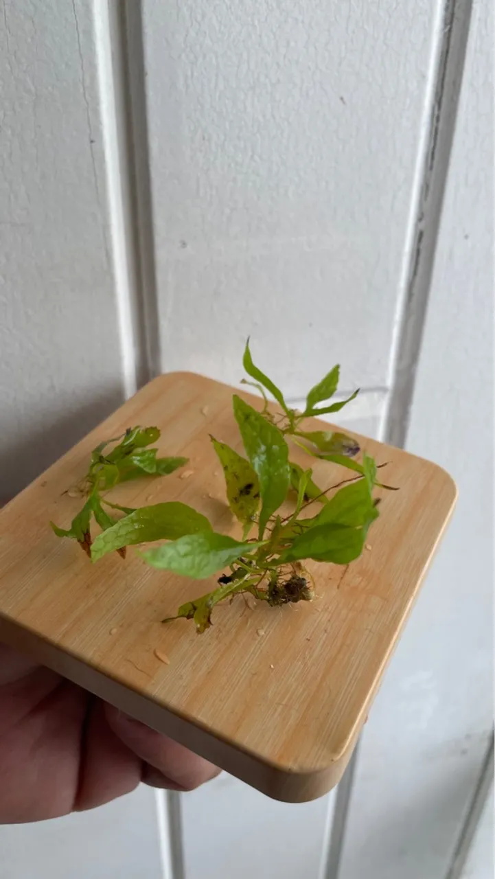 Planta Aquática para Aquário