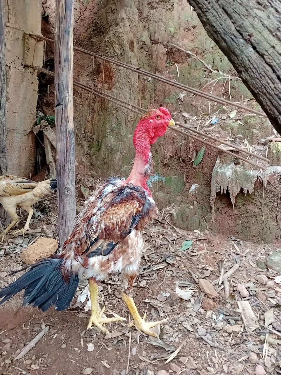 Galinha e Galo  - Foto 5