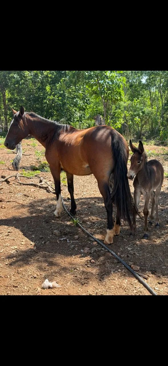 VENDO ÉGUA CRIOLA PARIDA E MULINHA FILHA DE JUMENTO PÊGA MARCHADOR REGISTRADO!! - Foto 3