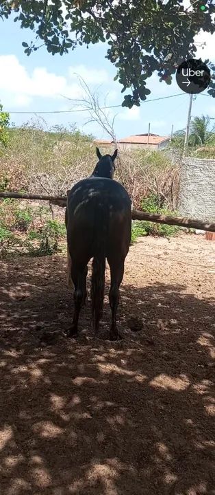 Potra 1/2 com papel - Foto 5