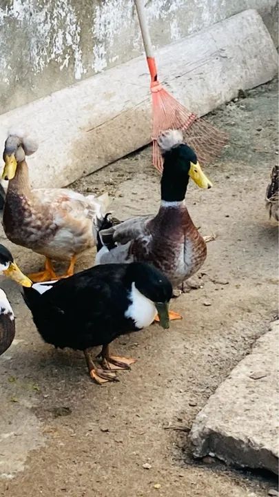 Pato Marreco Pompom (Casal) - Foto 2