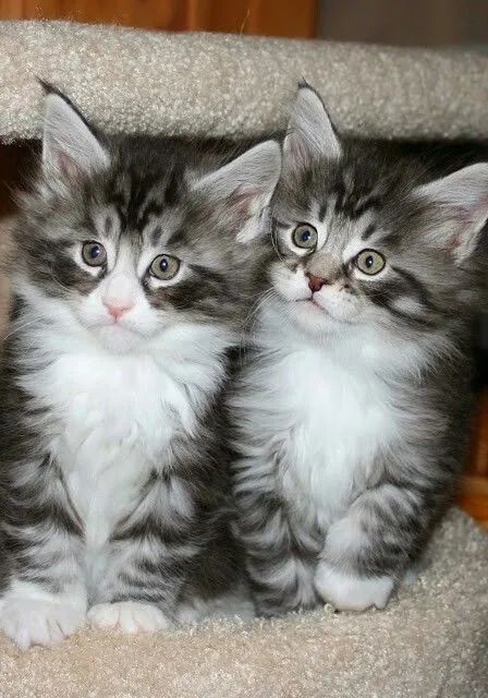 Maine Coon Macho 