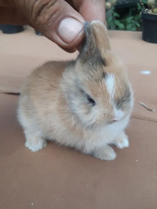 Coelho anão importado Netherland dwarf  - Foto 4