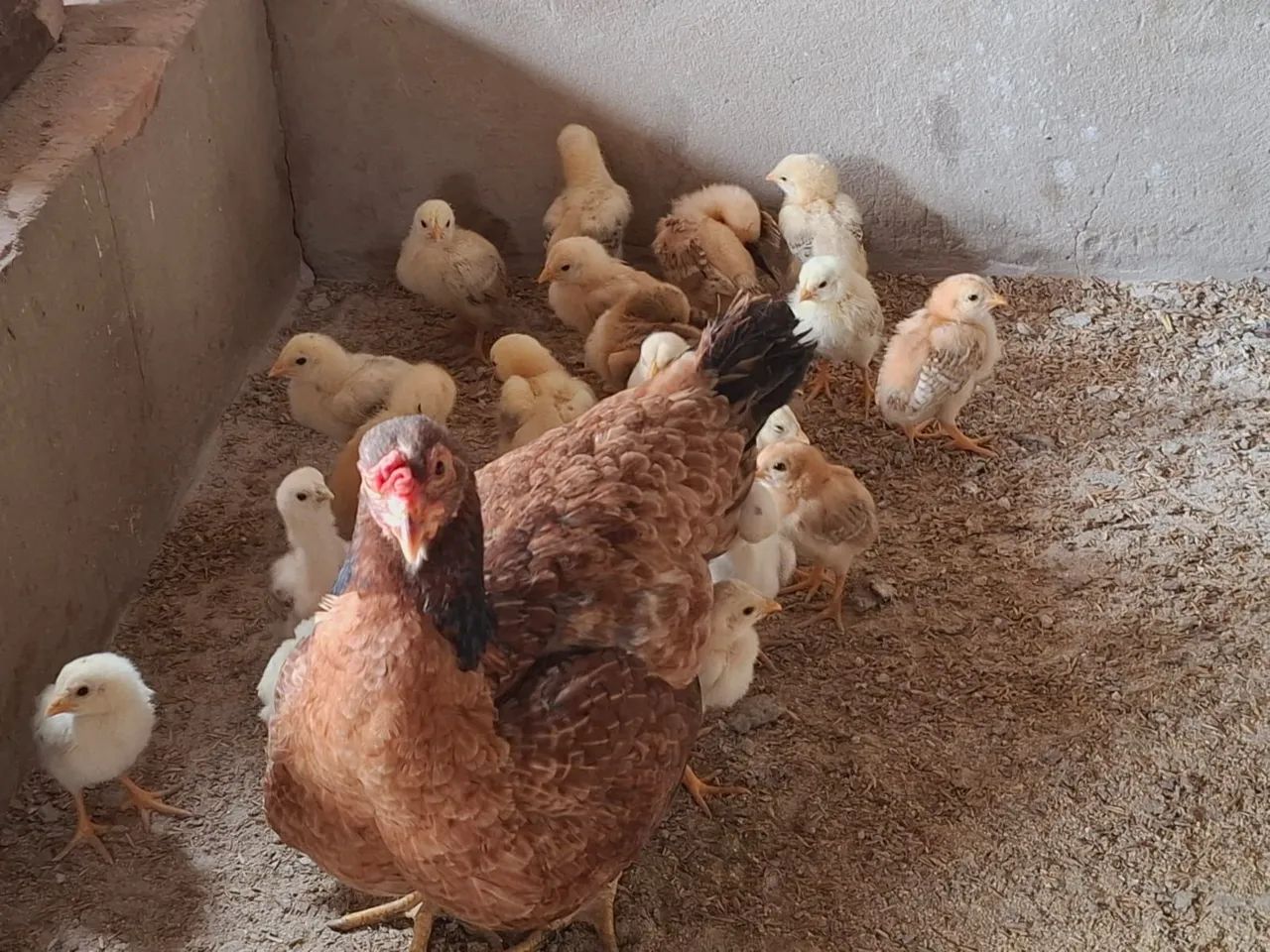 Pintinho e Galinha Caipira - Foto 2