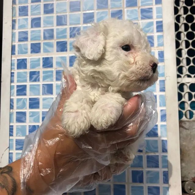 Poodle toy padrão CBKC, com suporte e assistencia Vet gratuita.