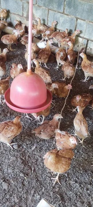Frangos caipiras para venda - Foto 3