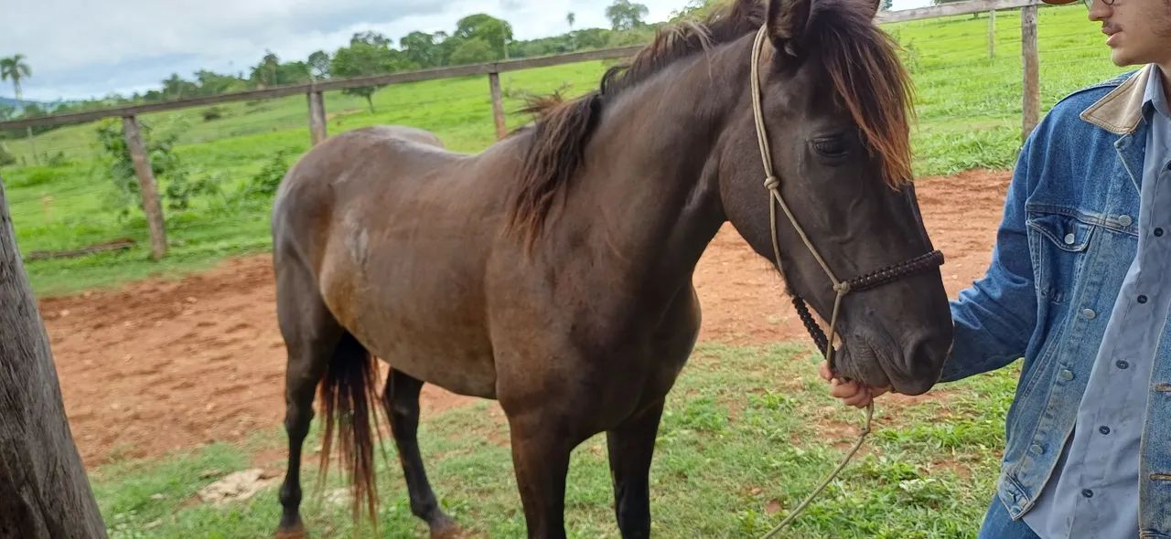 Potra meio Sangue Criola