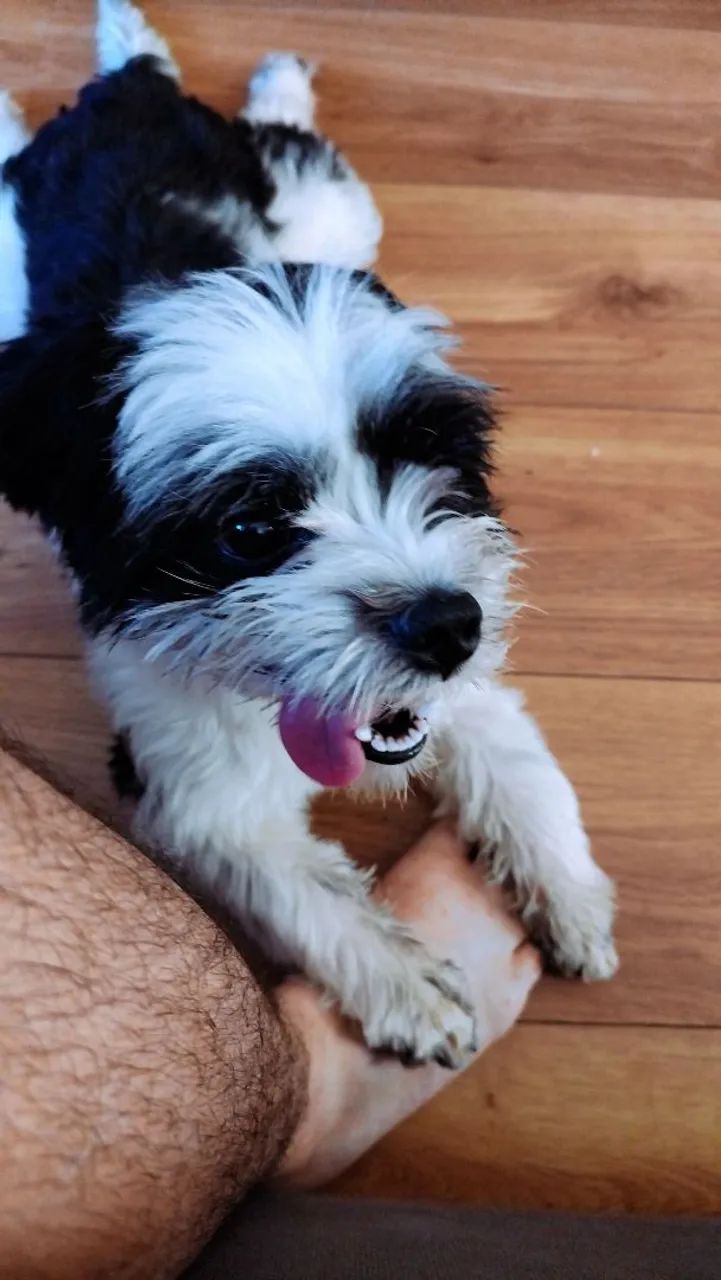 Adoção Filhote de Shih Tzu - Foto 2