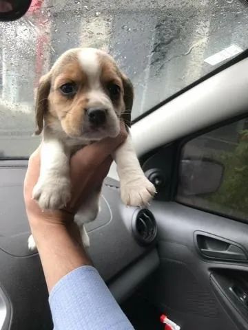 Beagle- Fêmea tricolor com 57 dias, padrão 13 polegadas-Dani