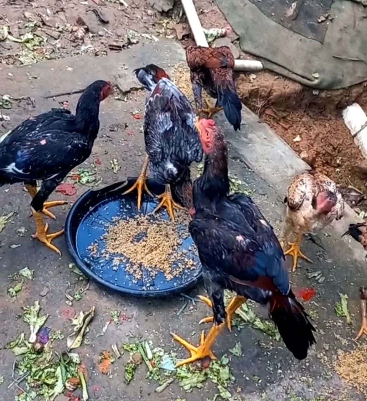 Frango novo seis meses procedência - Foto 2