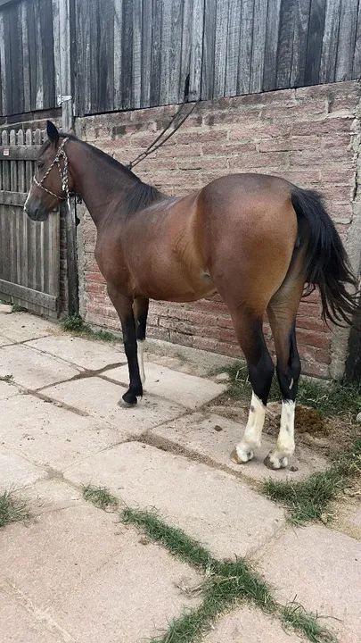 Egua colorada - Foto 3