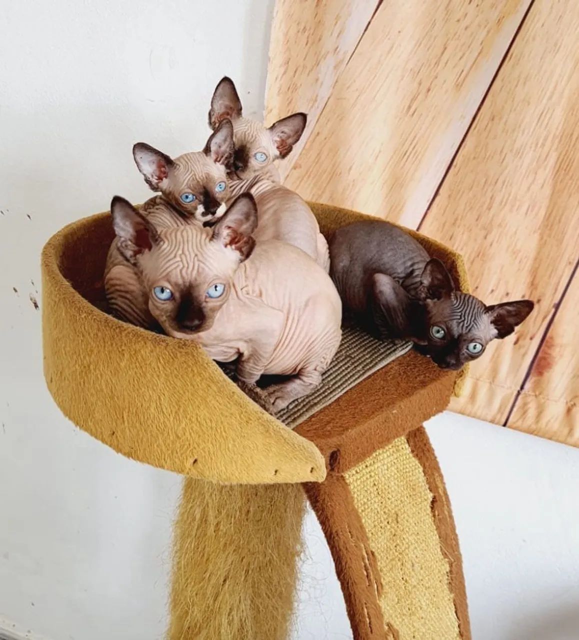sphynx macho  - Foto 3
