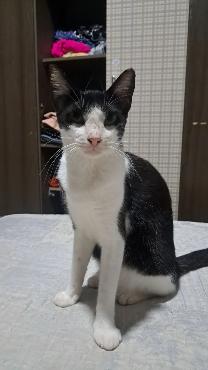 Gatinha Para adoção 